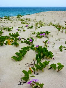 Flores en Santa María del Mar