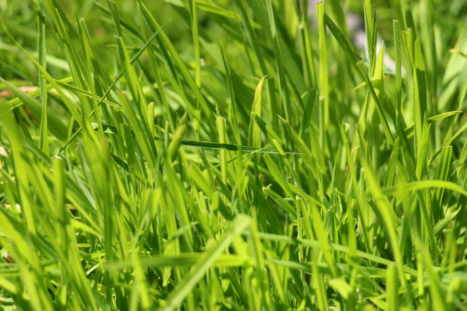 Meadow nature halme