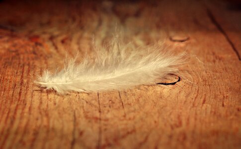 Slightly tender wood floor