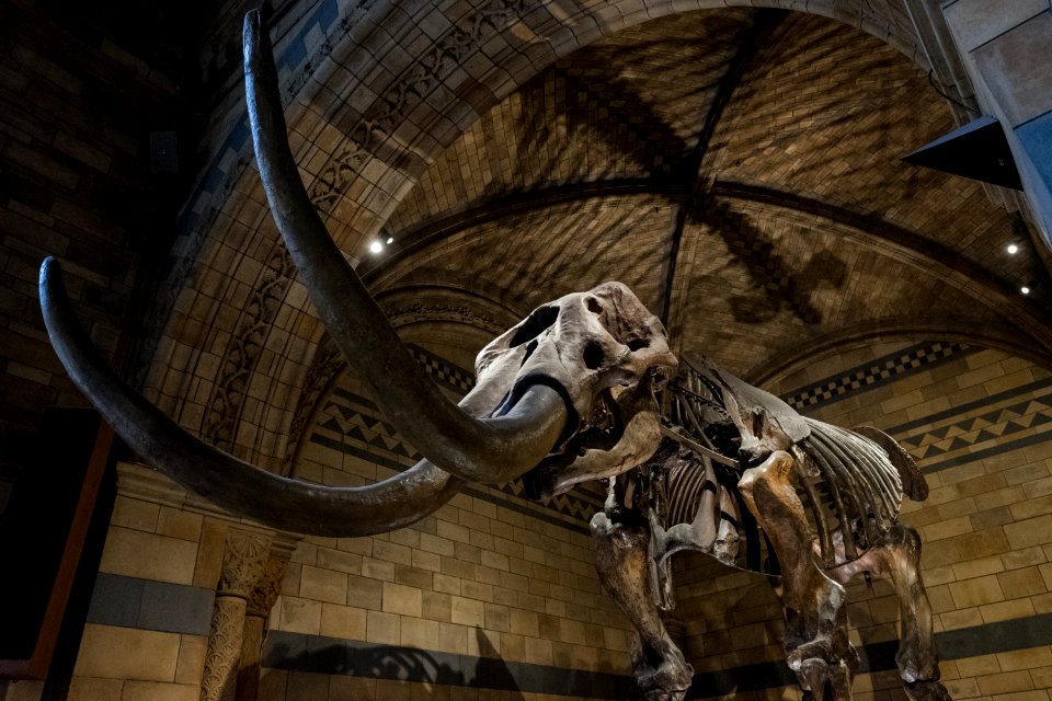 Mamut en el Natural History Museum, Londres