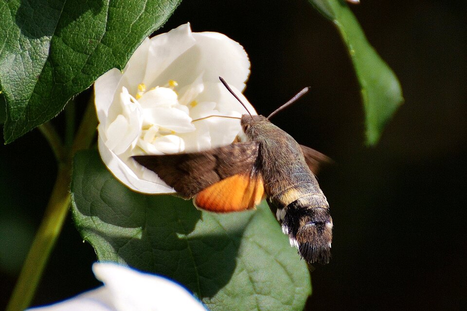 Insect wing flying