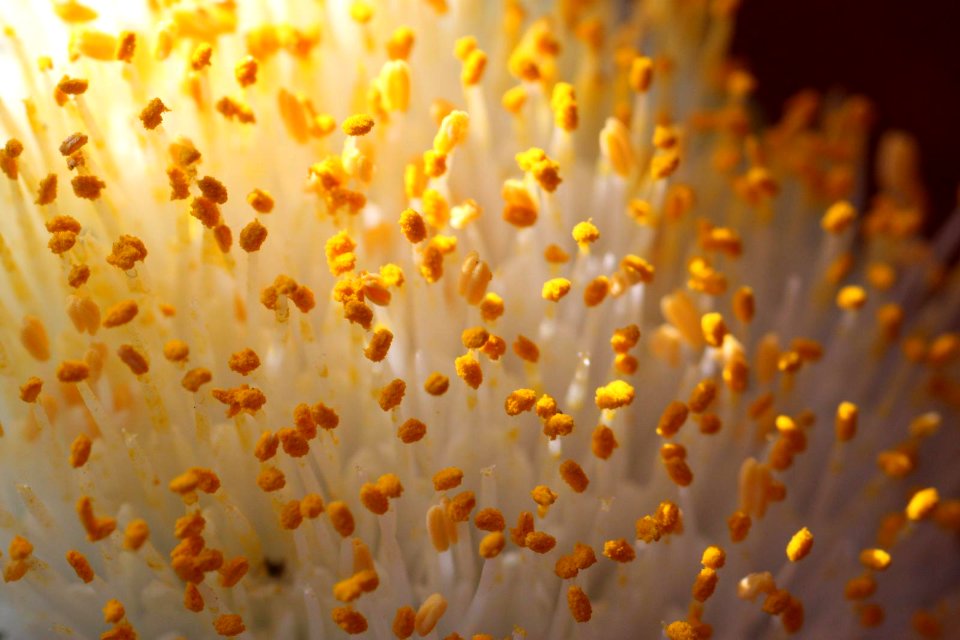 Estambres de flor