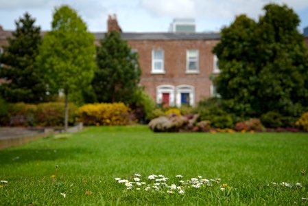 Daisies - Pearse Square - Baile Átha Cliath - Éire