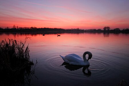 Lake swan bird
