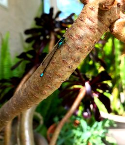 Pacific Forktail Damselfly photo