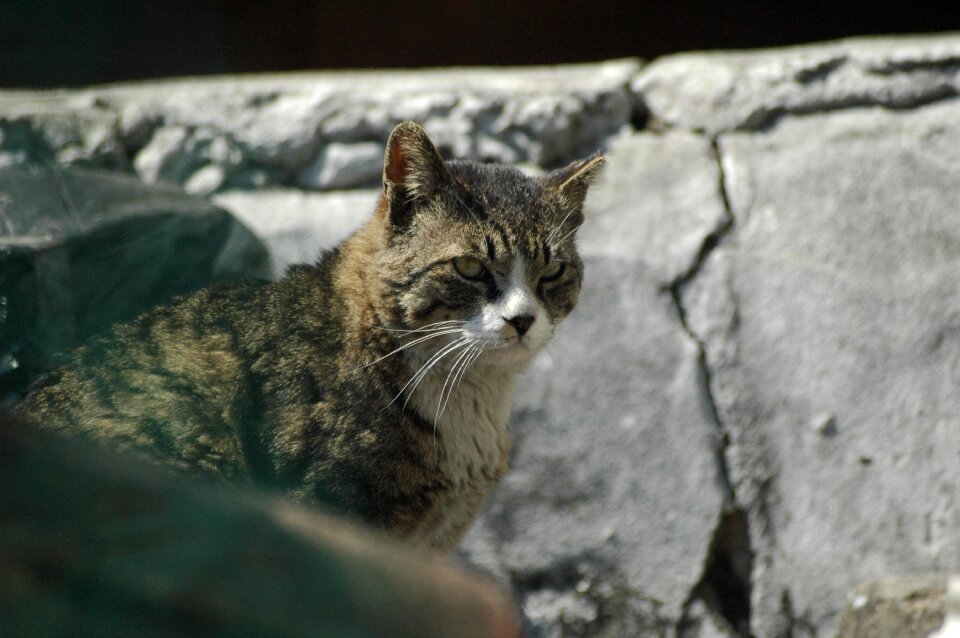 Cat alley street cat