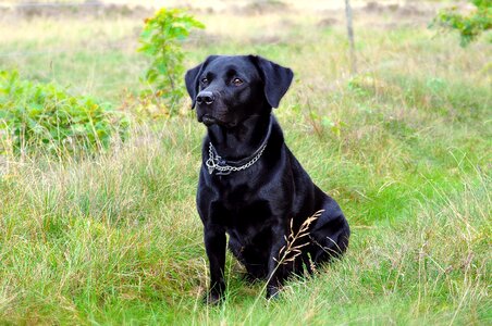 Dog labrador black