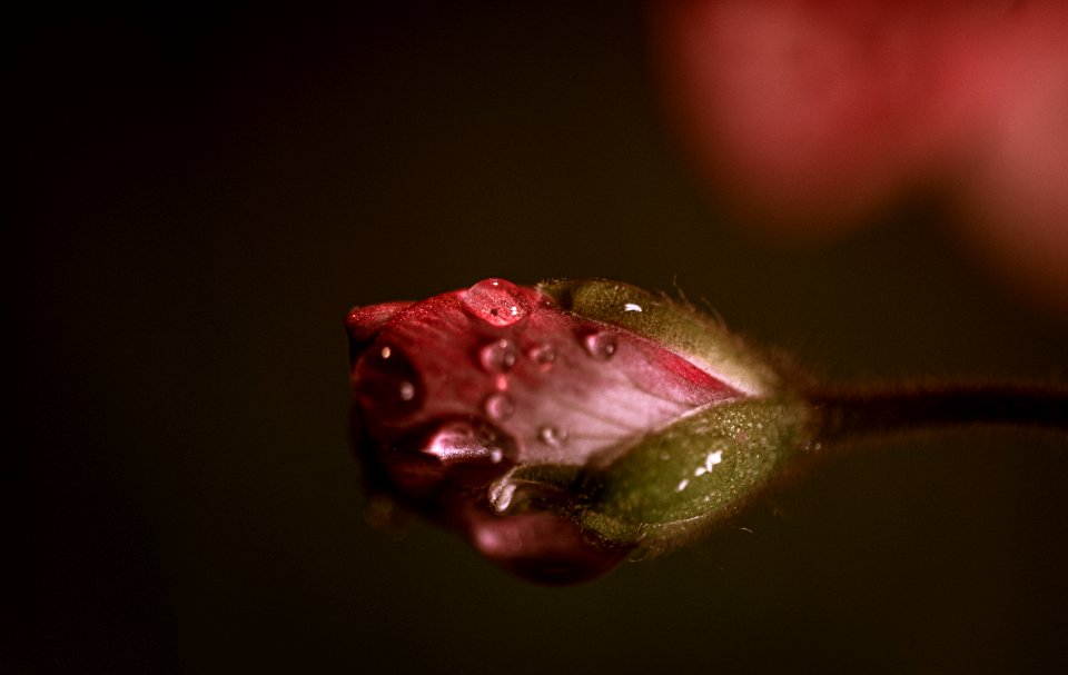 Estudios en Macro III (geranio rojo)