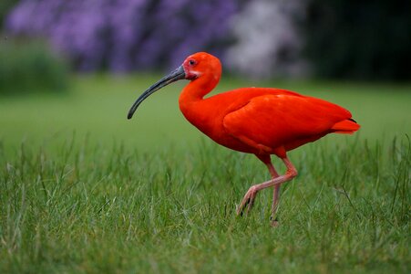Tropical birds curved beak color