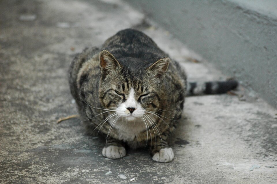 Cat alley street cat