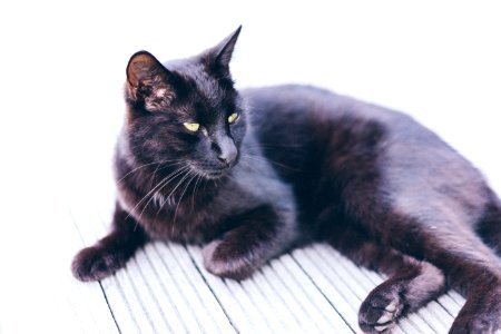 Black Cat on the Deck photo