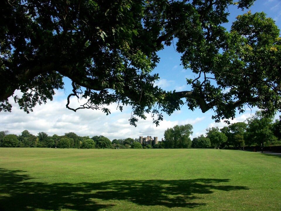 Castle tree landscape
