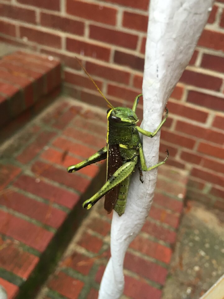 Insect nature wildlife