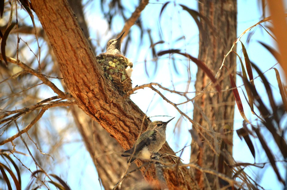 Fledgling Anna's