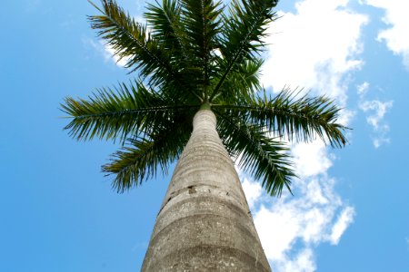 Straight Up the Palm Tree