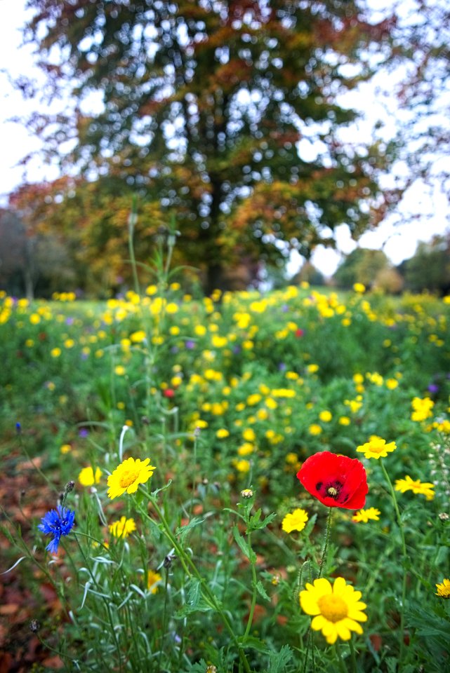 Kilkenny Castle Gardens - Co. Kilkenny - Ireland