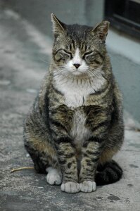 Cat alley street cat