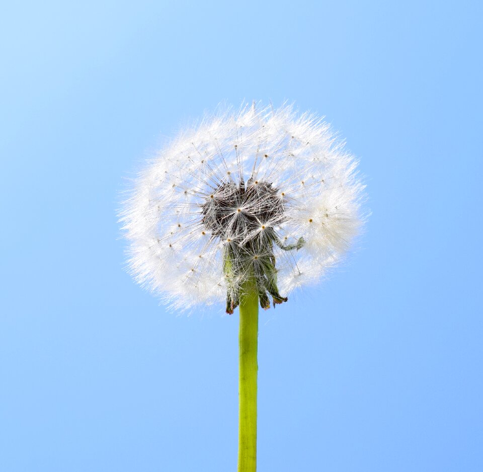 Flying seeds spring macro