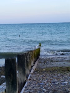 Seagull on the groyne photo