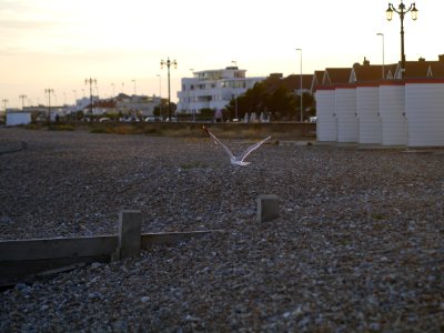 Seagull taking off photo