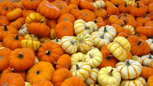 Orange october decoration