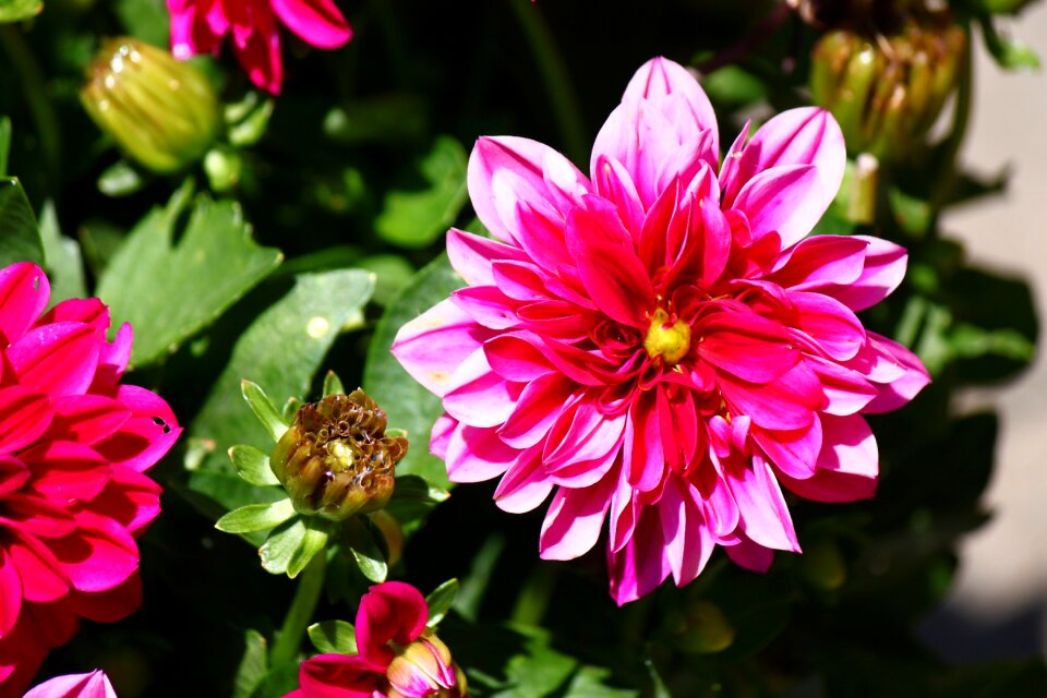 Floral plant spring