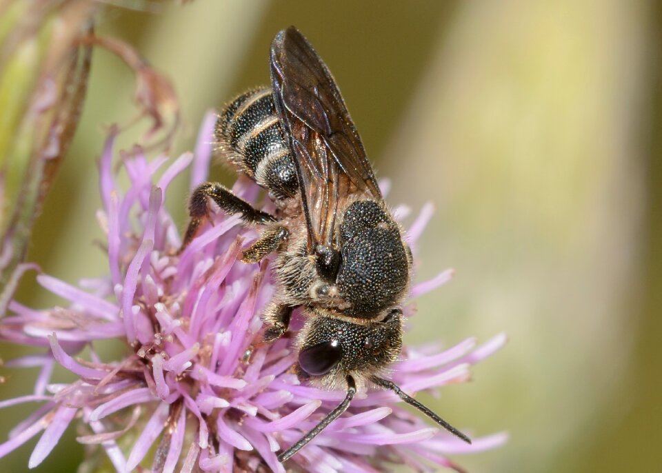 Bee hymenoptera andrena