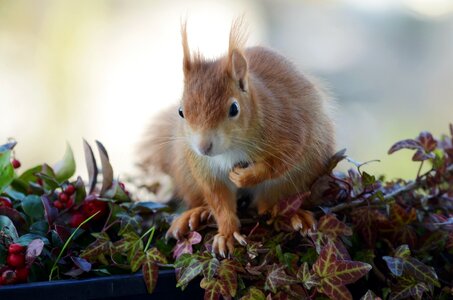 Rodent animal world nature photo