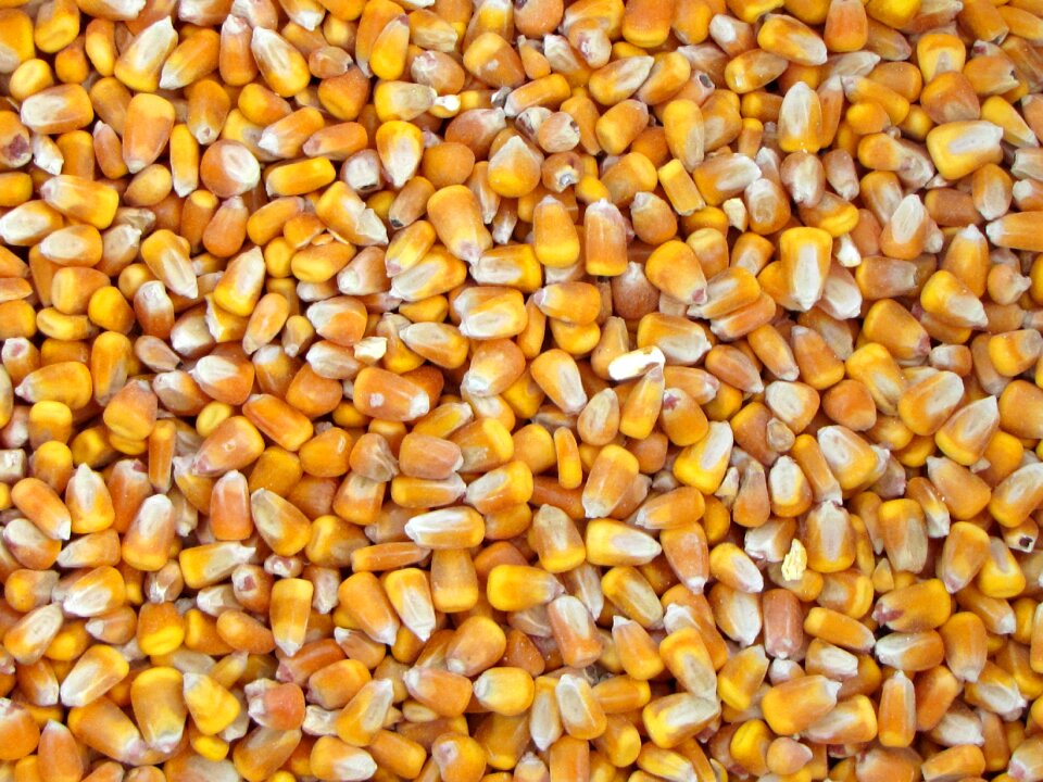 Eating nutrition agriculture