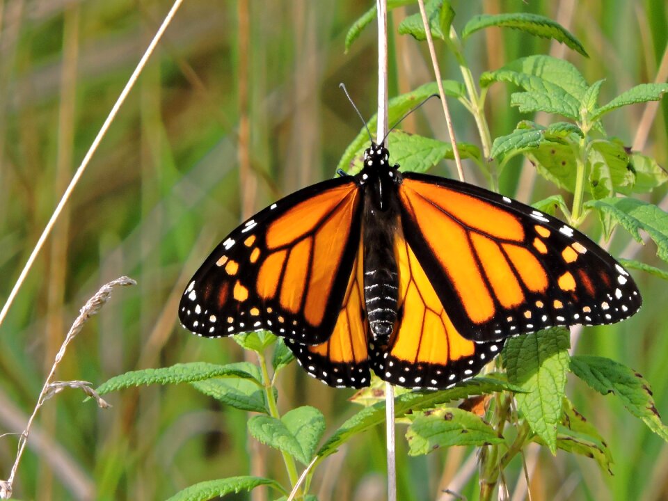 Insect nature orange photo