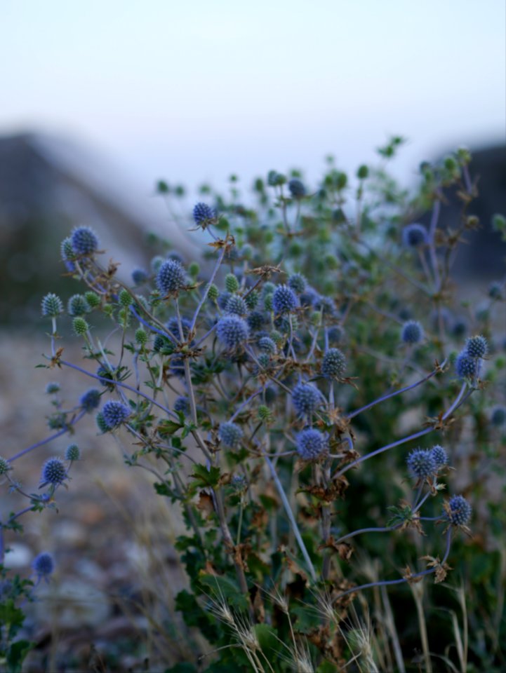 Beach flowers photo