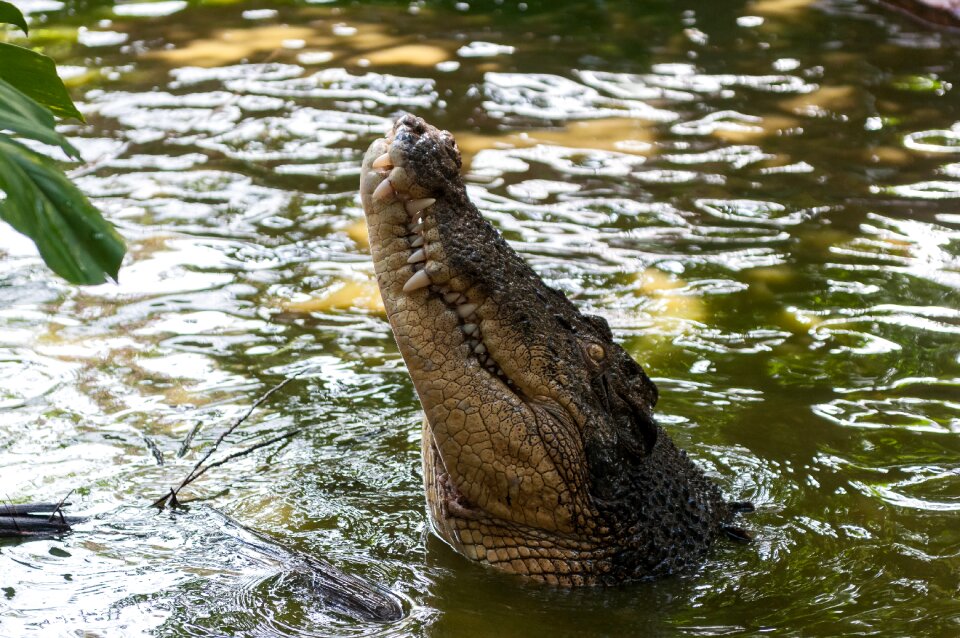 Animals reptile australia