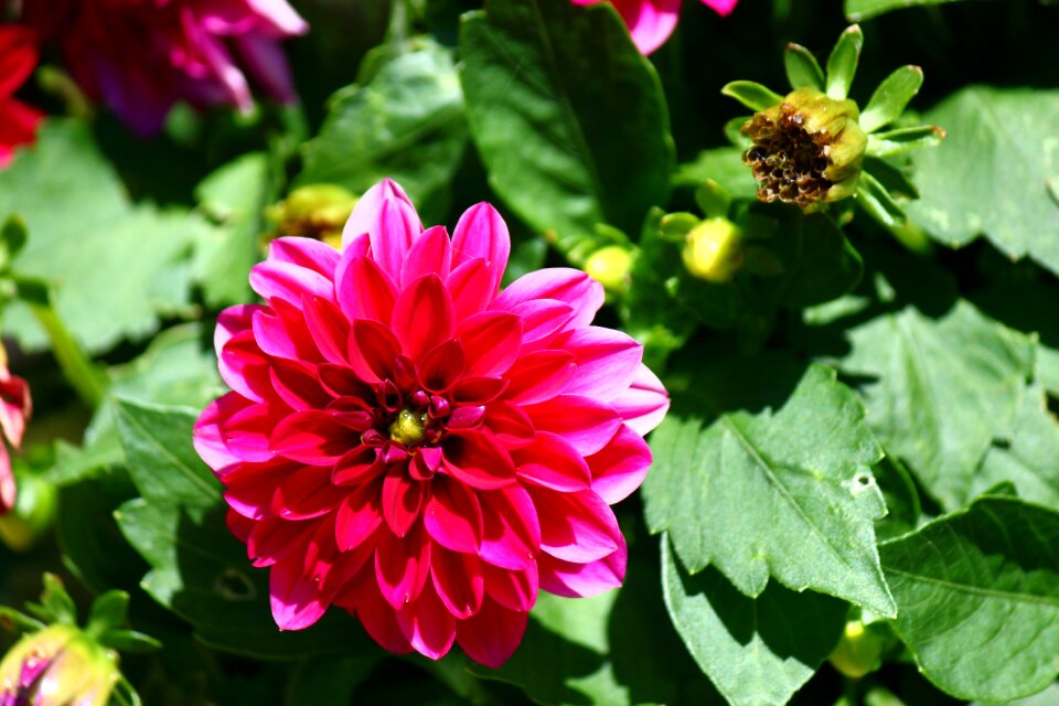 Floral plant spring