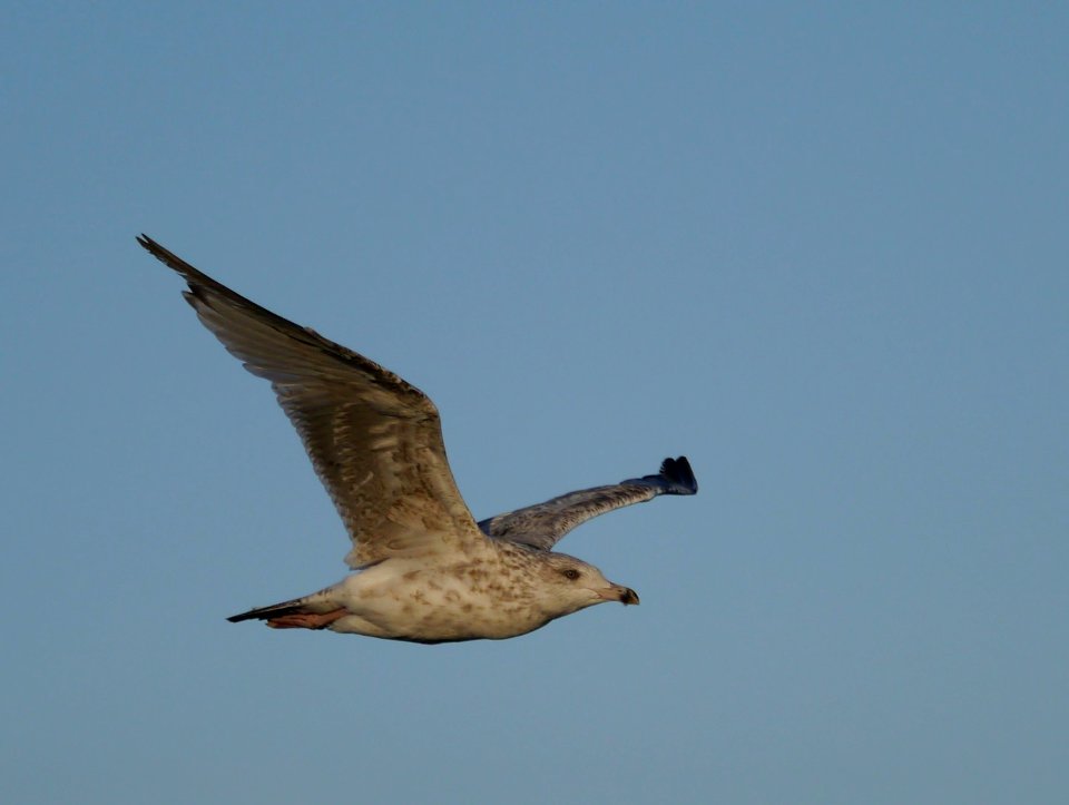 Seagull in flight