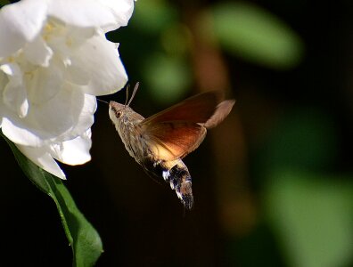 Insect wing flying