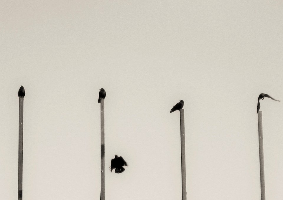 crow variations