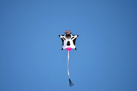 Sky udders cow animal photo