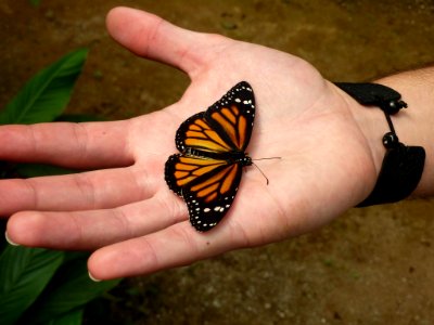 Mariposa Monarca