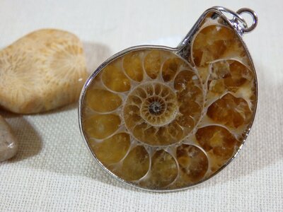 Amonite fossil pendant