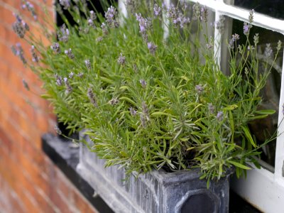 Lavender