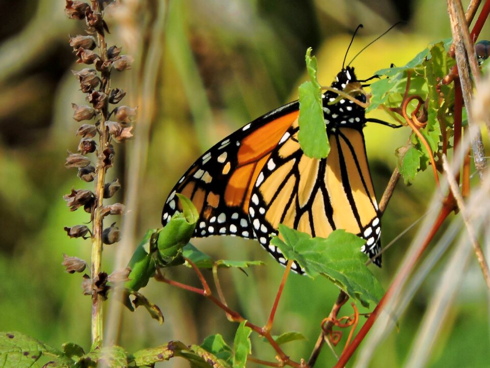 Insect nature orange