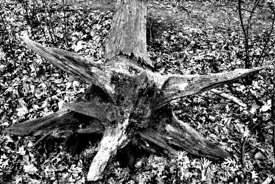 dark star