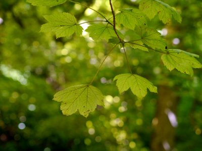 Leaves photo