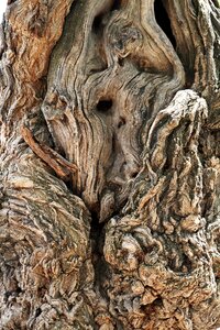 Forest nature old tree