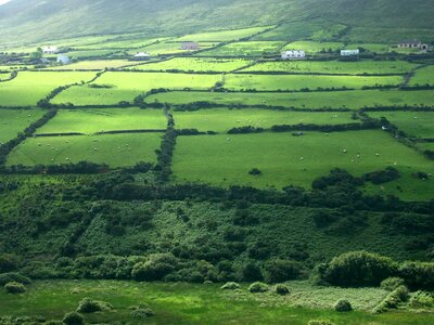 Grass nature irish