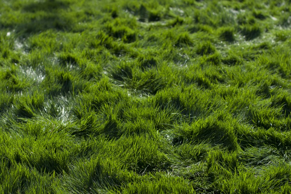 Field prairie green