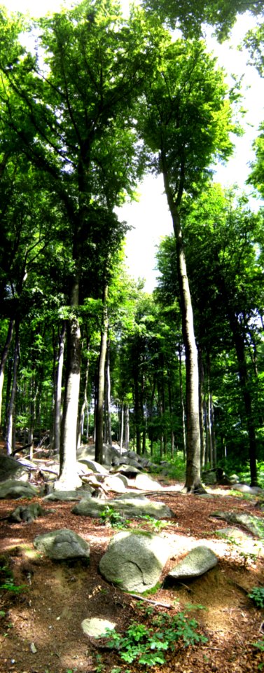 odenwald panorama2