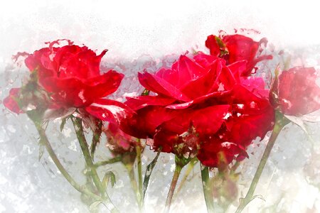 Red flower rose blooms red rose