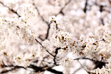 Sakura out of focus wood
