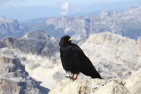 Freedom bergdohle alpine